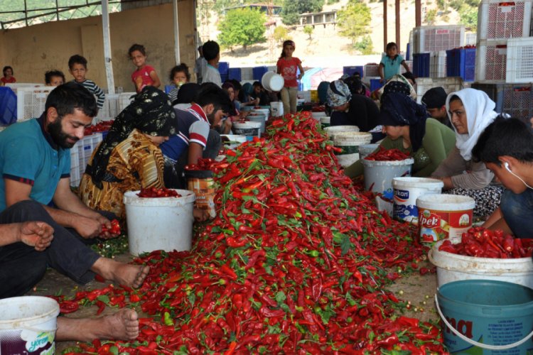Gaziantep'te 15 bin Suriyeli, tarım iş&ccedil;iliğinden kazan&ccedil; elde ediyor