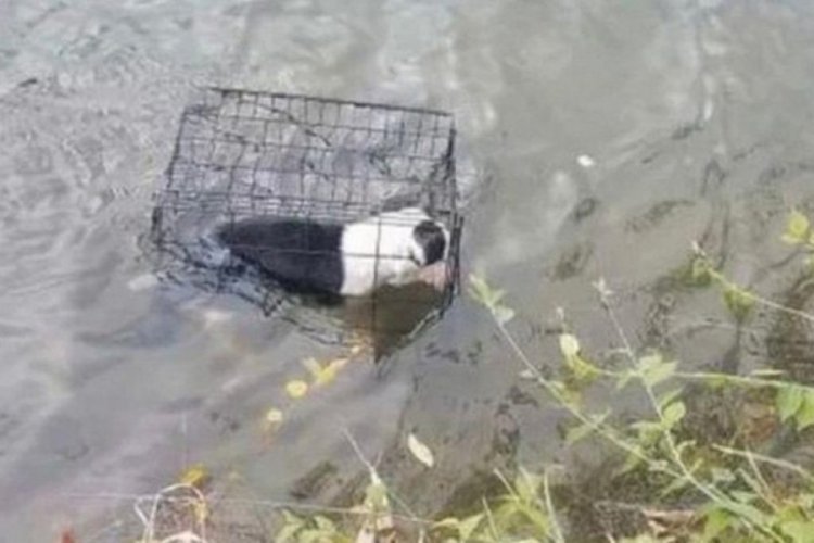 Yavru k&ouml;peği kafese koyup g&ouml;le atmışlar!