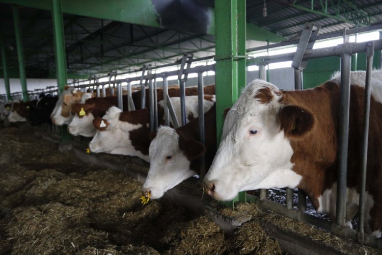 Buzağı kayıplarına karşı 'ultrason ve suni tohumlama' projesi