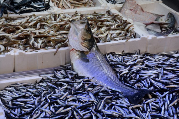 Balık&ccedil;ıların ağına 10 kiloluk levrek takıldı