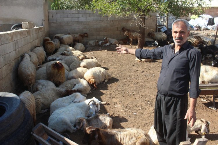 Kurt dehşetinden ka&ccedil;an koyunlardan 155'i bulundu