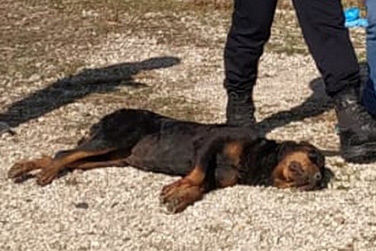 K&uuml;mesine giren komşusunun k&ouml;peğini vurdu