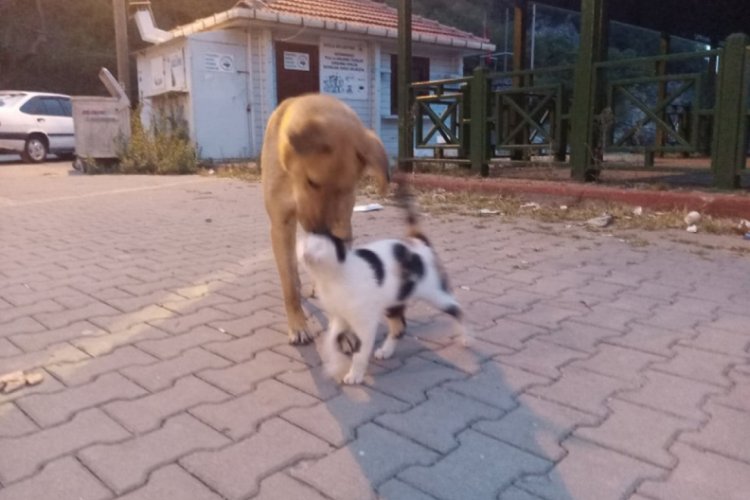 K&ouml;pek ve kedinin dostluğu şaşırtıyor
