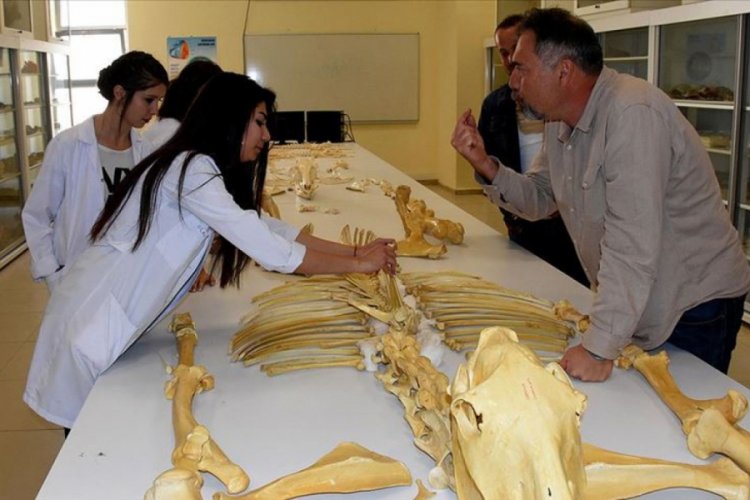 Kırşehir'de bulunan milyon yıllık fosiller d&uuml;nya literat&uuml;r&uuml;ne kazandırılacak