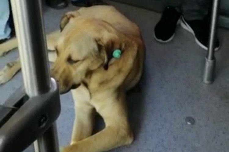 Sevimli k&ouml;peğin metrob&uuml;s yolculuğu kamerada