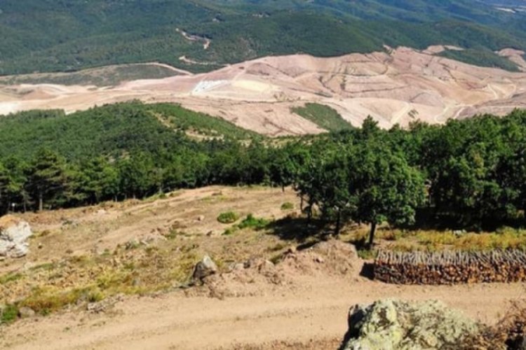 Altın madeni i&ccedil;in 347 bin 815 ağa&ccedil; kesildi