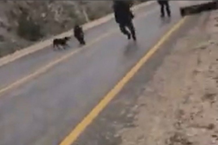 Bursa'da otoyola inip sürücülere ve köpeğe saldıran domuzu böyle vurdu