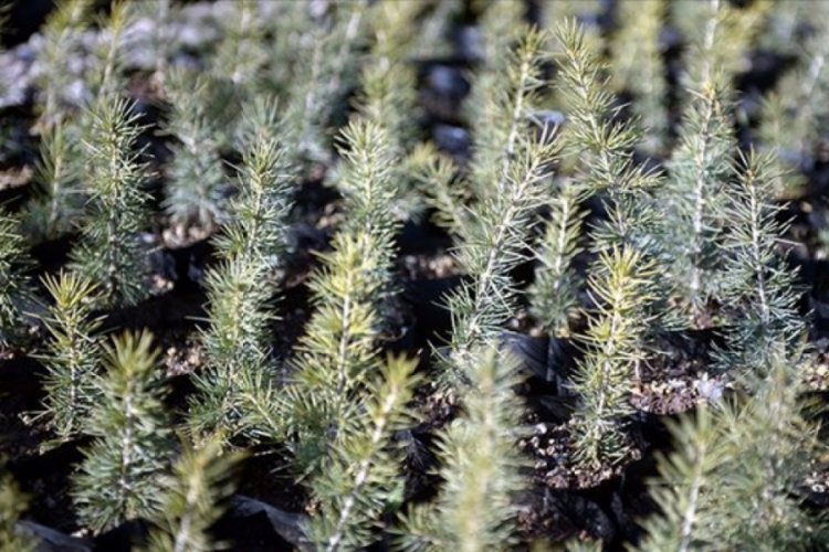 Bakan Pakdemirli: 13 milyonun &uuml;zerinde fidan sahiplendirildi