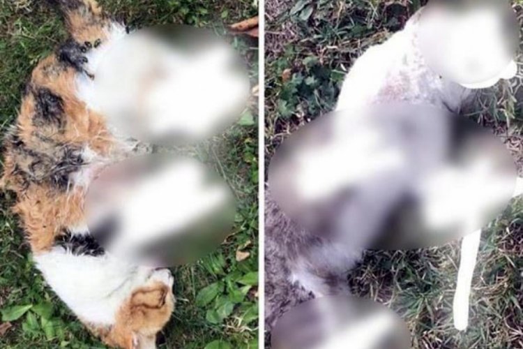 Ayakları kopuk bulunan kedi &ouml;l&uuml;leriyle ilgili valilikten a&ccedil;ıklama