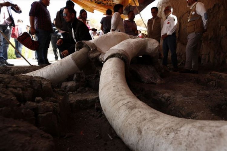 Meksika'da 15 bin yıllık mamut tuzakları bulundu