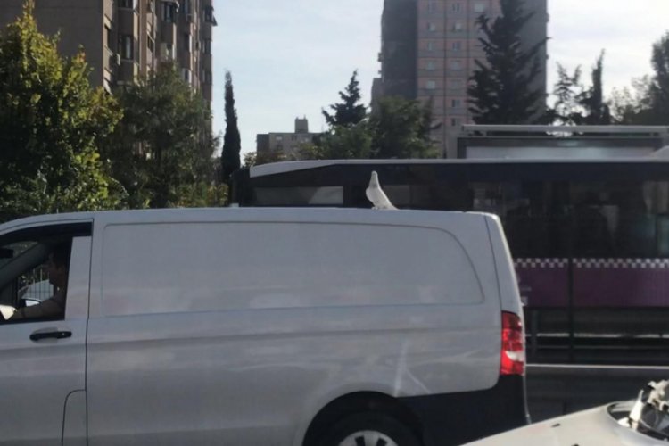 E-5'te ilgin&ccedil; g&ouml;r&uuml;nt&uuml;, g&ouml;renler d&ouml;n&uuml;p bir daha baktı