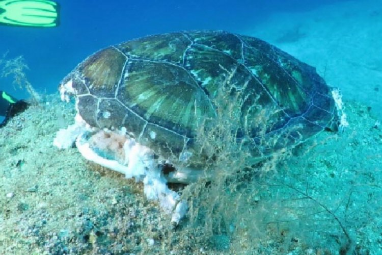 Dalgı&ccedil;lar &ouml;l&uuml; caretta caretta g&ouml;r&uuml;nt&uuml;ledi