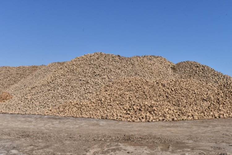 Ahlat'ta 70 bin ton şeker pancarı &uuml;retimi