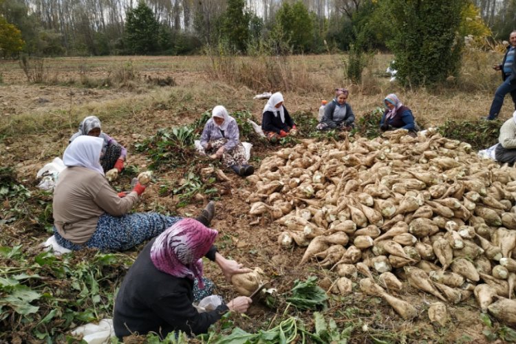 Şeker pancarı &uuml;retimi durma noktasına geldi