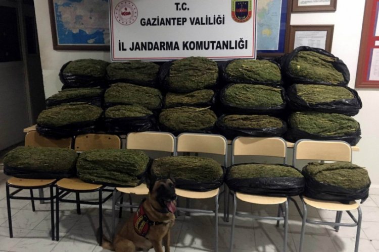 Narkotik k&ouml;peği &Ccedil;evik'ten bingo