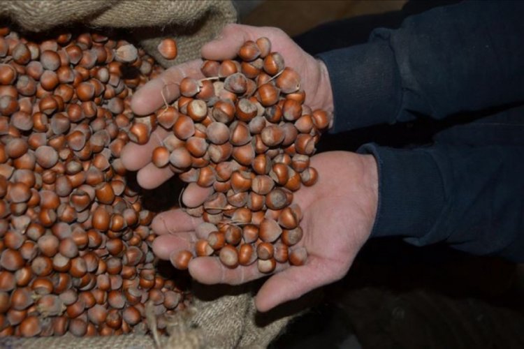 Giresun'daki lisanslı depoya 32 bin 570 ton fındık girdi