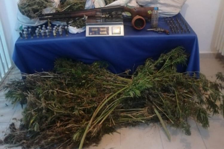 7 kilo esrar ile 244 k&ouml;k Hint keneviri ele ge&ccedil;irildi