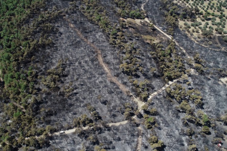 &Ccedil;anakkale'deki 52 orman yangınında 222 hektar alan k&uuml;l oldu