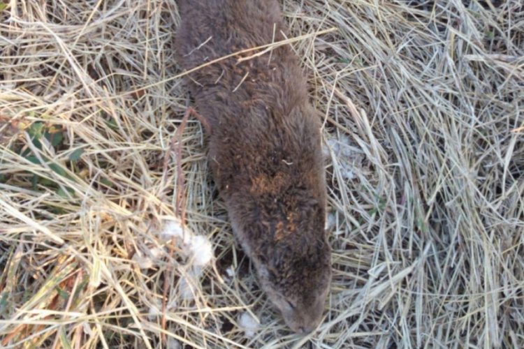 Avcı k&ouml;pekleri, nesli t&uuml;kenme tehlikesinde olan hayvanı telef etti
