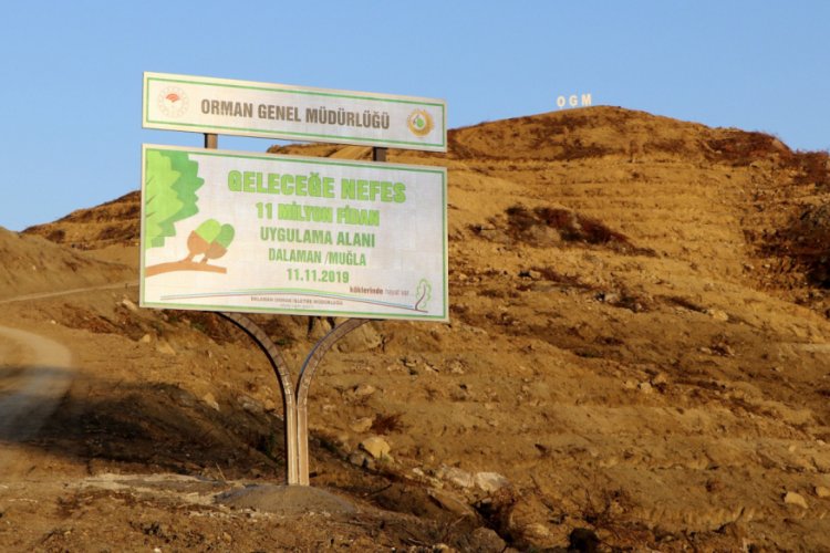 Aydın ve Muğla'da 300 bin fidan toprakla buluşacak