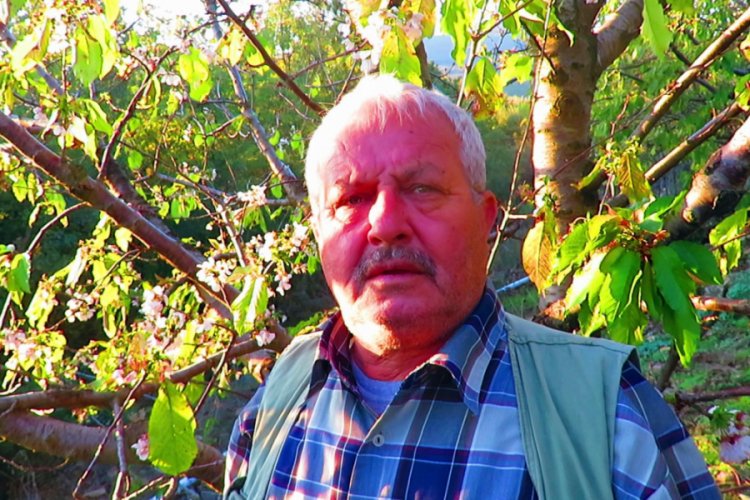 Kaz Dağları eteklerinde kiraz ağa&ccedil;ları &ccedil;i&ccedil;ek a&ccedil;tı