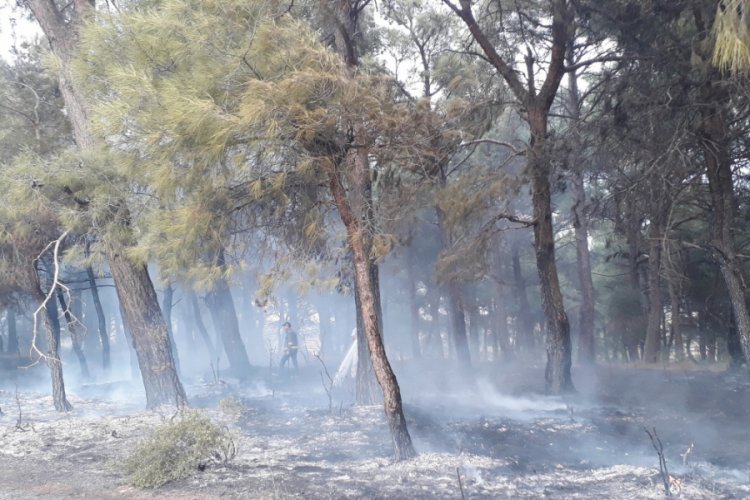 Bayrami&ccedil;'te orman yangını; 20 d&ouml;n&uuml;m alan k&uuml;l oldu