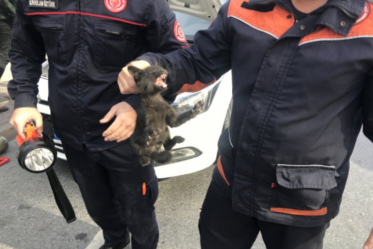 Yavru kedi için seferber oldular Güncel Haberler