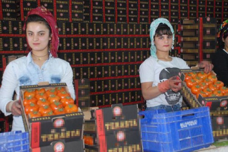 'Domates ambarı'ndan Rusya'ya ihracat