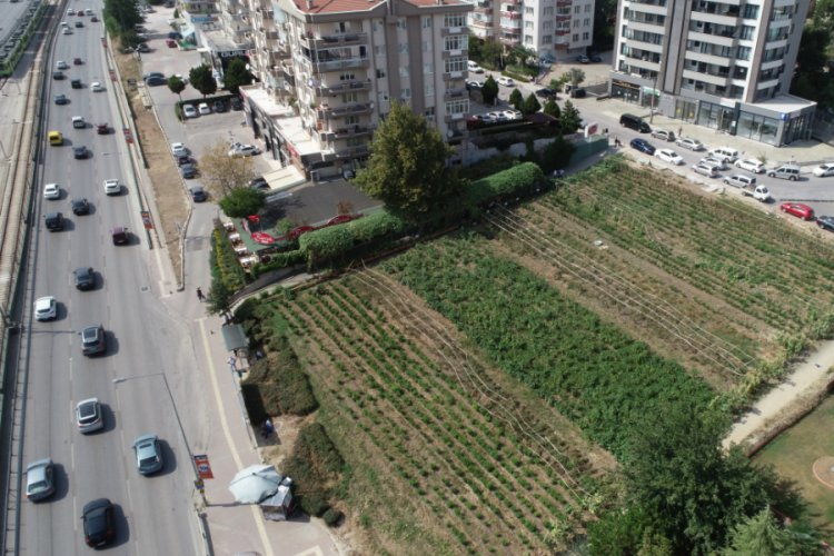 Bursa'da l&uuml;ks rezidansların arasında yetişen sebzeler, dakikalar i&ccedil;inde kebap&ccedil;ının sofrasında
