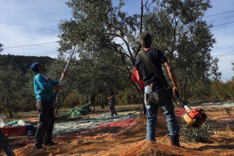 Erdek'te zeytin alımları s&uuml;r&uuml;yor