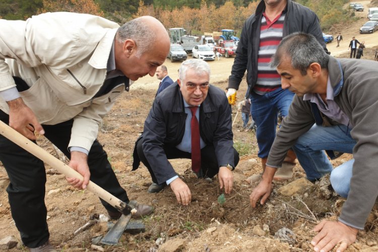 Bursa Orhaneli'de 63 bin fidan topraklı buluştu