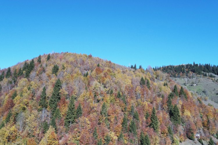 Karadeniz yaylalarında sonbahar