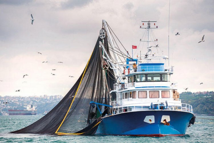 Palamutun tanesi 30 liraya &ccedil;ıktı