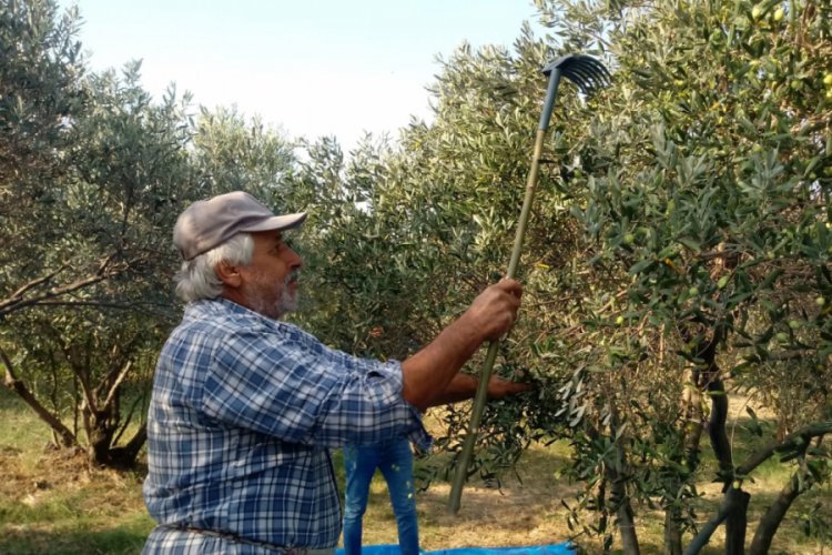Hatay'da zeytin ağa&ccedil;larında 'kurt' zararı