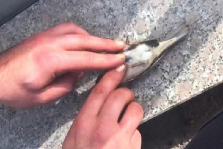 Ser&ccedil;enin hayatını kalp masajı yaparak kurtardı