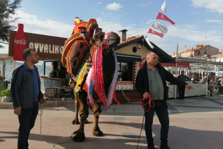 Develere g&uuml;reş &ouml;ncesi havut giydirildi