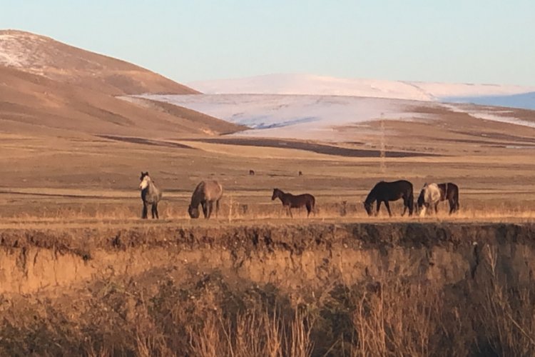Yılkı atları doğal ortamlarında g&ouml;r&uuml;nt&uuml;lendi