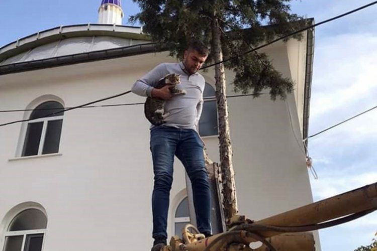 Ağa&ccedil;ta mahsur kalan kedi kurtarıldı