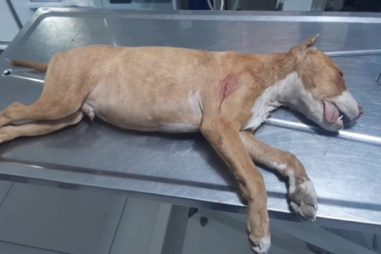 K&ouml;peği bı&ccedil;aklayarak &ouml;ld&uuml;ren şahıs serbest bırakıldı