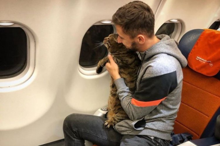Kedisini hileyle u&ccedil;ağın kabinine alan yolcunun u&ccedil;uş mil puanları silindi