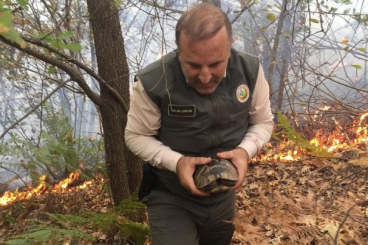 Yanan ormanda kaplumbağayı Bursalı ormancı kurtardı