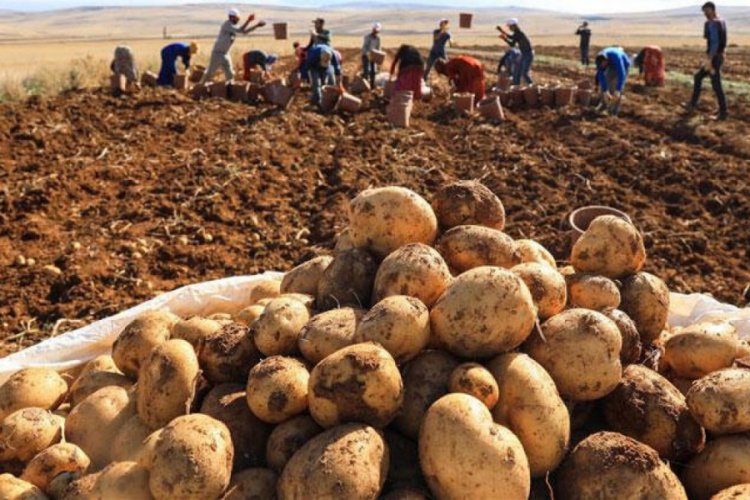 &Ccedil;ift&ccedil;ilere patates siğiline karşı destek
