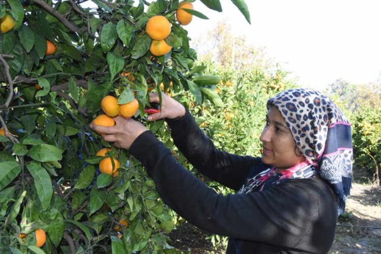 Satsuma cinsi mandalinada, hasat zamanı
