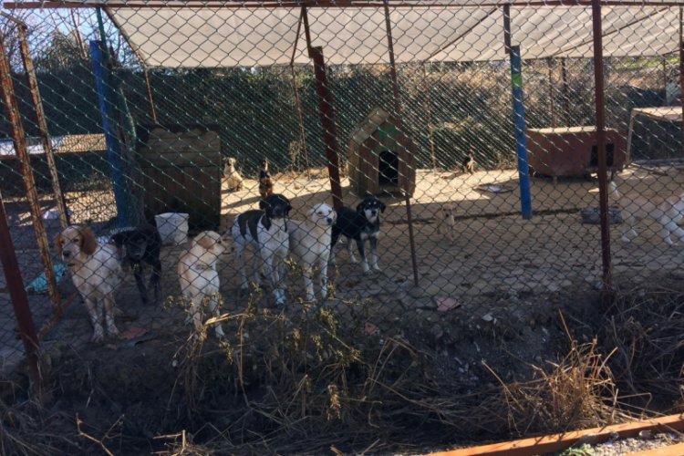 Sokak hayvanlarına aşı yapıldı