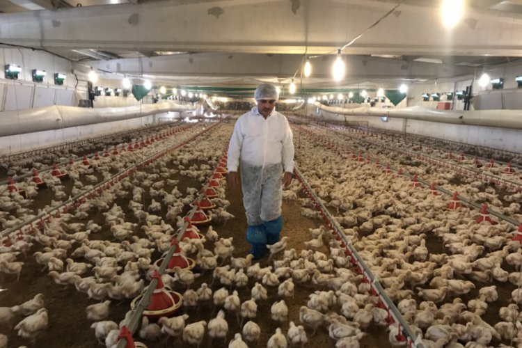 Bursa'da balıkta beklenen rekolte olmamasından dolayı vatandaşlar tavuğa y&ouml;neldi