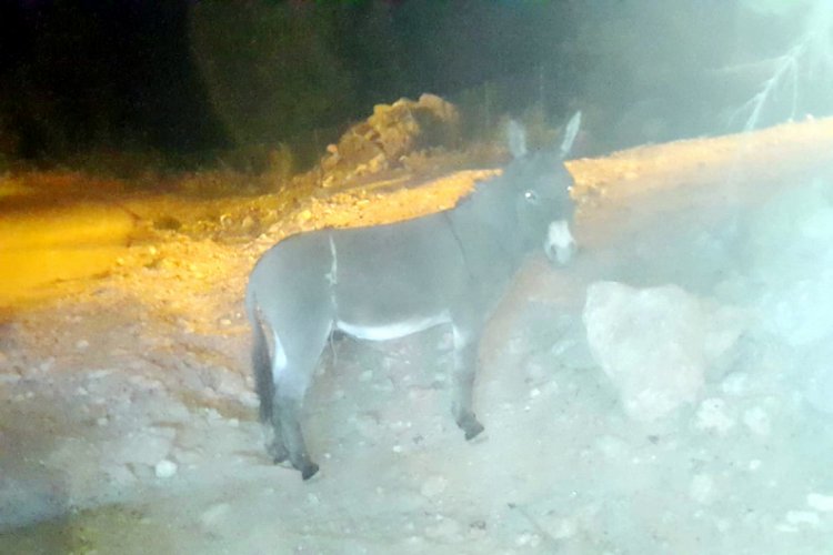 İpin bir ucunu boynuna diğer ucunu cinsel organına bağladılar