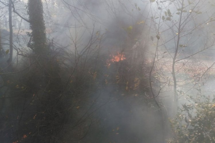 Ordu'da orman yangını