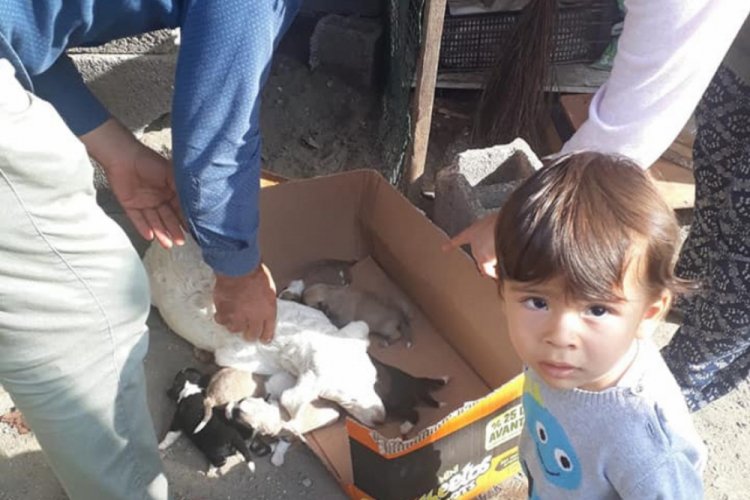 Beton boruya sıkışan yavru k&ouml;pekleri itfaiye kurtardı