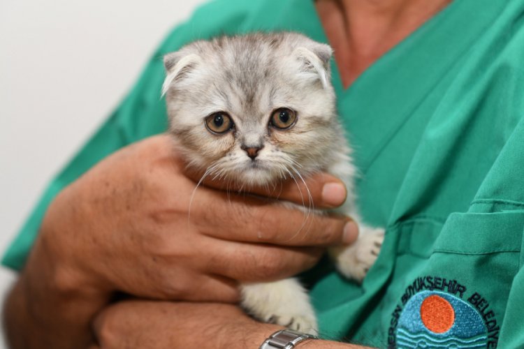 Yavru kedi cerrahi müdahale ile hayata tutundu Yaşam Haberleri