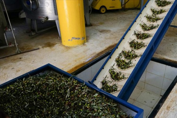 Zeytinin kara suyu yem ve g&uuml;breye d&ouml;n&uuml;şt&uuml;r&uuml;lerek ekonomiye kazandırıldı